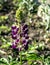 Bright, delicate, beautiful purple lupines in the garden