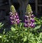 Bright, delicate, beautiful purple lupines in the garden