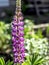 Bright, delicate, beautiful purple lupines in the garden