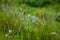 Bright delicate blue flower of ornamental flower of flax and its shoot against complex background. Flowers of decorative flax.