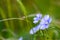 Bright delicate blue flower of ornamental flower of flax and its shoot against complex background. Flowers of decorative flax.