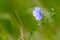 Bright delicate blue flower of ornamental flower of flax and its shoot against complex background. Flowers of decorative flax.