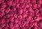 bright delicious natural background of many ripe juicy red fragrant raspberry berries