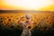 Bright delightful atmospheric photo, summer field of sunflowers