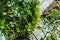 bright dense Green leaves of the prickly holly plant