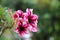 Bright desert rose flowers red and pink petal in the garden freshness in nature background