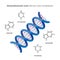 Bright detailed Deoxyribonucleic acid with four main nucleobases, infographic on white