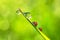 Bright drops of rain water or dew and group of ladybugs in a grass fresh summer morning outdoor.