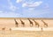 Bright, dry open plains with a journey of giraffe