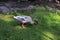 A bright duck walks on green grass on a sunny day