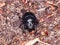 Bright Earth-boring dung beetle, Anoprotrupes stercorosus, portrait on ground at pine forest, macro, selective focus