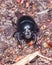 Bright Earth-boring dung beetle, Anoprotrupes stercorosus, portrait on ground at pine forest, macro, selective focus