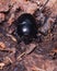 Bright Earth-boring dung beetle, Anoprotrupes stercorosus, portrait on ground at pine forest, macro, selective focus