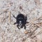 Bright Earth-boring dung beetle, Anoprotrupes stercorosus, portrait on ground at pine forest, macro, selective focus