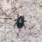 Bright Earth-boring dung beetle, Anoprotrupes stercorosus, top view on ground at pine forest, macro, selective focus