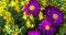 Bright Echinacea flowers on a background of yellow verbena flowers