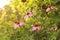 Bright Echinacea purpurea in the sunlight. Beautiful purple coneflower flowers