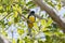 A Bright Endemic Yellow & Green Iridescent Citreoline Trogon Trogon citreolus Perched High in a Tree in Mexico