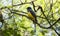 A Bright Endemic Yellow & Green Iridescent Citreoline Trogon Trogon citreolus Perched High in a Tree in Mexico