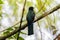 A Bright Endemic Yellow & Green Iridescent Citreoline Trogon Trogon citreolus Perched High in a Tree in Mexico