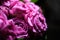 Bright english peony roses fuchsia color