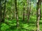 Bright european hornbeam and sessile oak forest