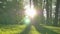 Bright evening sunlight shines from behind large tree trunk