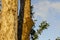 Bright Evening Sunshine On Termite Nest