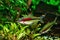 Bright exotic fish Denison barb on a background of green algae