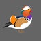 Bright exotic multicolored Mandarin duck in profile