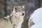 Bright eye timber wolf