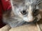 Bright eyed calico kitten