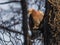 A bright-eyed redhead dove with red rainbow neck sits on a bough of a tree in the park