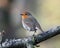 Bright-eyed robin on lichen-covered branch
