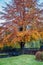 Bright fall colors of orange and red at Blair Athol Distillery in Perth and Kinross, Scotland, UK