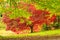 Bright fall foliage. Maple and sweetgum trees