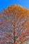 Bright fall foliage of a plane tree