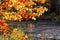 Bright fall foliage at Quincy Bog, New Hampshire.