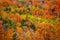 Bright fall foliage in Vermont mountains