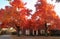 Bright Fall Trees in Front of Brick House in Tradional Neighborhood