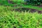 Bright fern green grass in tropical garden. Kula. Maui. Hawaii.