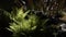 Bright fern in light sitting up against dark shadows in forest
