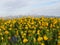 Bright field of many yellow flowers in front of mountains