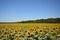 bright field with sunflowers