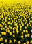 Bright field of yellow tulips