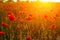 Bright fiery poppy field in the rays of the sunset
