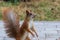 A bright fiery red squirrel with a bushy tail stands on its hind legs in a city park.