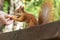 A bright fiery red squirrel with a bushy tail takes a nut in a city park.