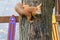 A bright fiery red squirrel froze on a thick tree trunk and looks at the photographer.