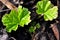 Bright first spring green growing leaves of Alcea rosea common hollyhock, mallow flower close up, natural organic background